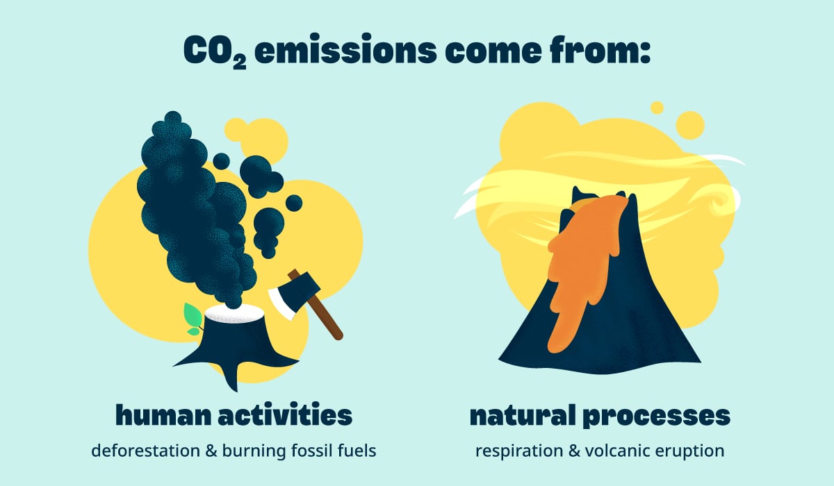 Everything You Need To Know About Carbon Dioxide (CO2)