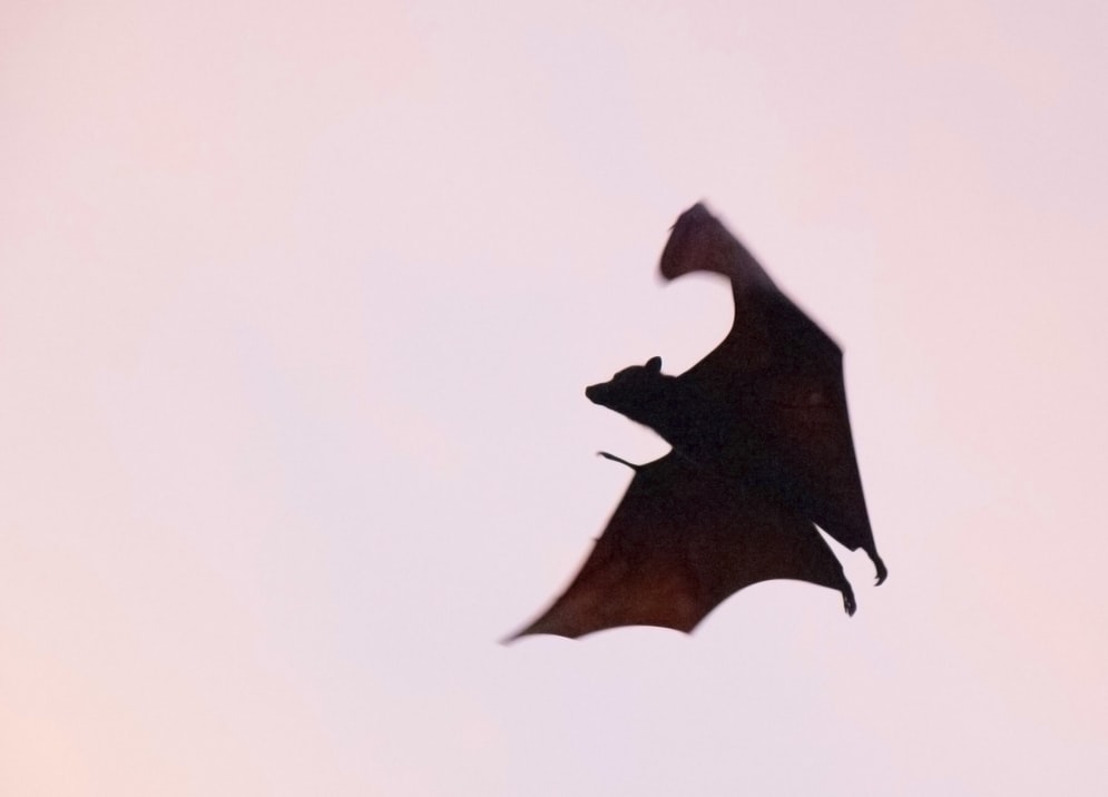 bat