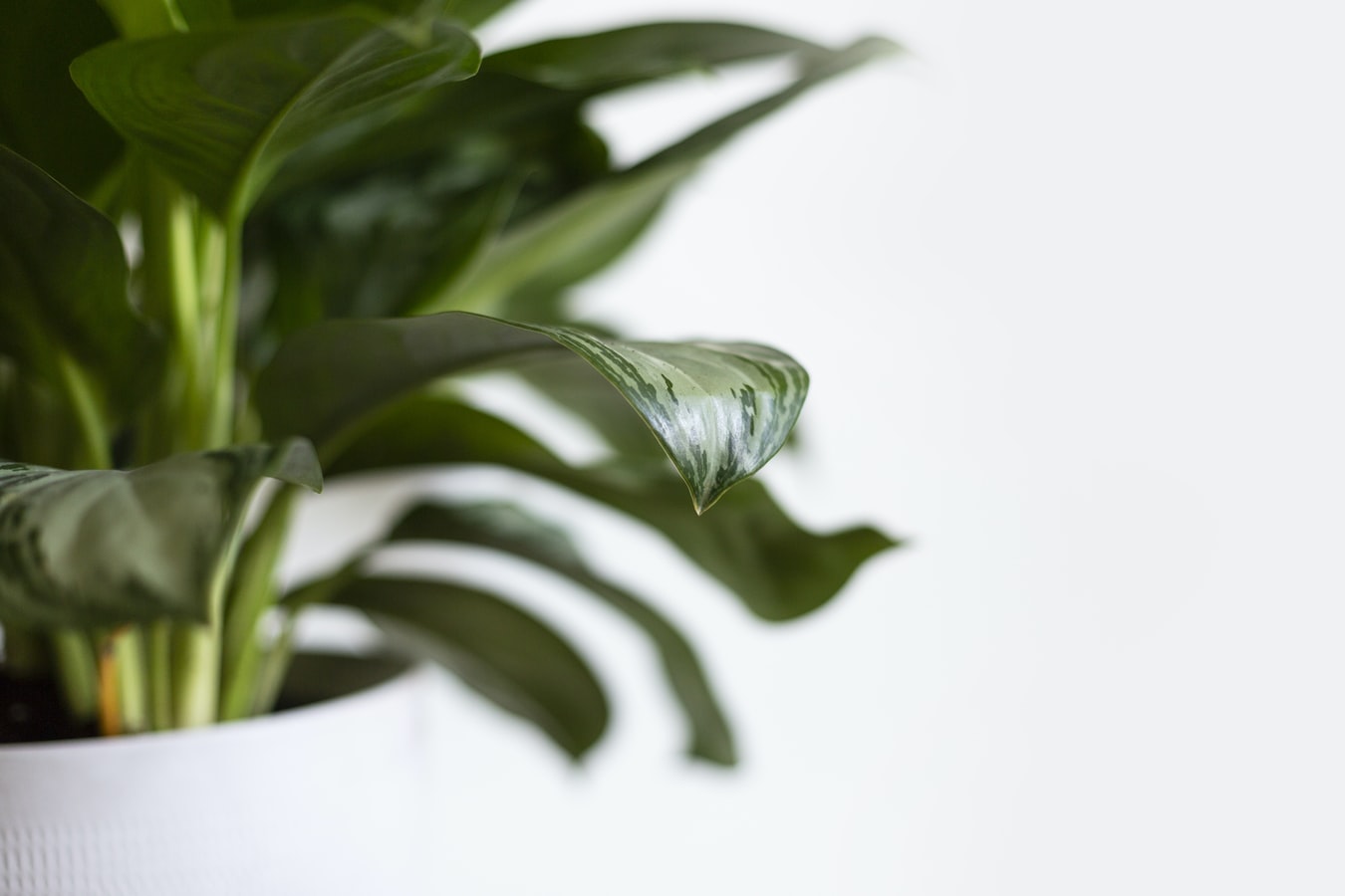 Weeding Out the Myth Can Plants Really Improve Indoor Air Quality