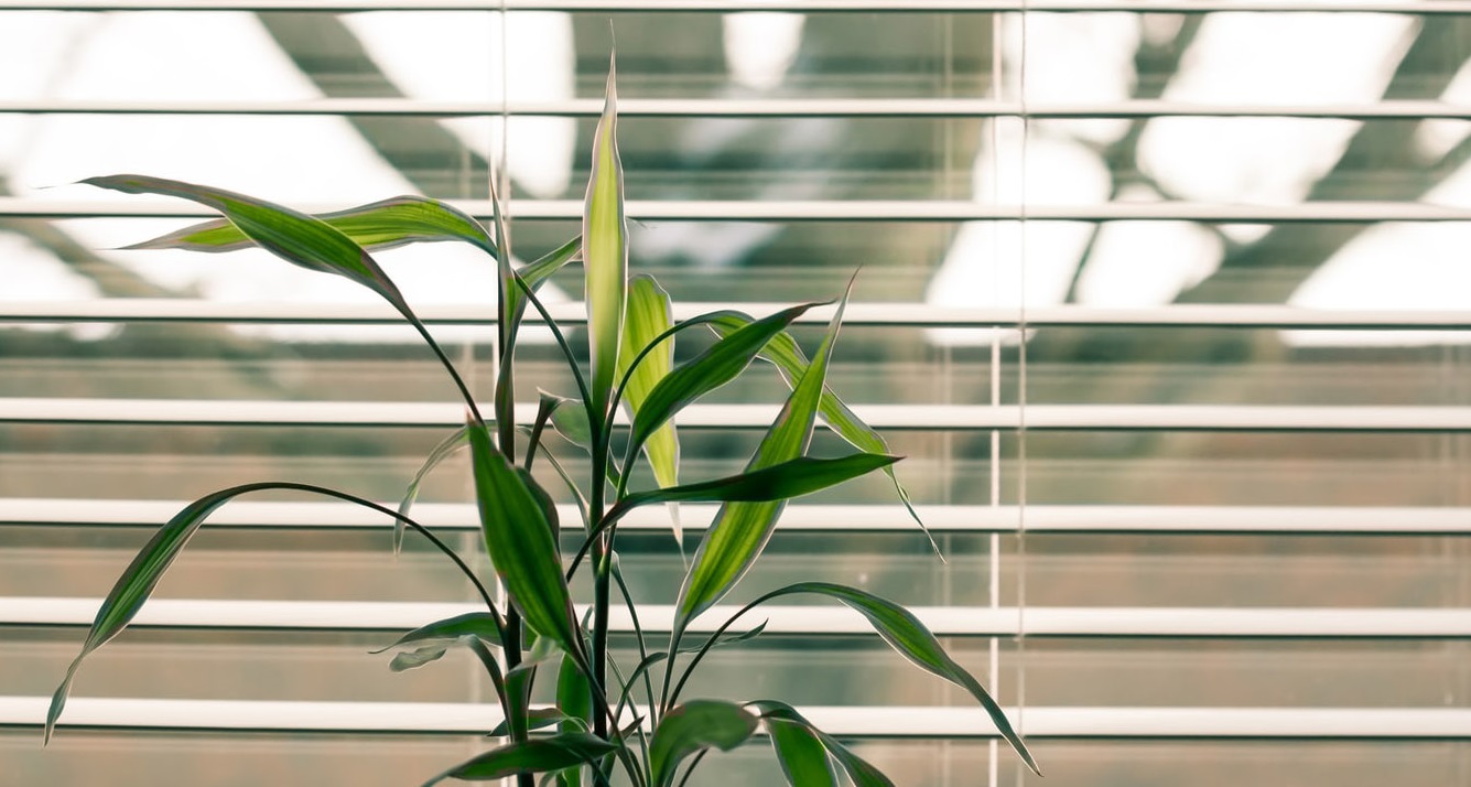 hanging planter pothos Pothos, Neon 8